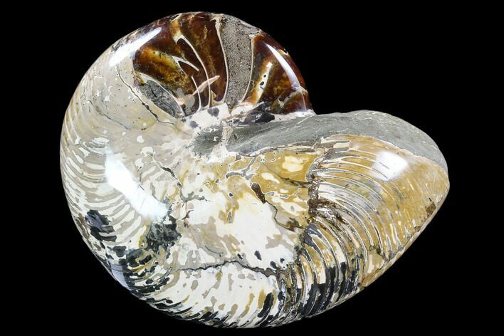 Huge,  Polished Fossil Nautilus - Madagascar #108226